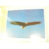 Image 11 : Lot of 15 shrink wrapped prints: Steve Hillyer "The Mt. McKinley Route", Charlen Jeffery of Polar be