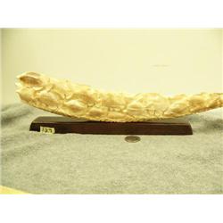 Carvings of school of fish on fossilized ivory tusk mounted on wood 50.5" long retail price $2200.00
