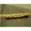 Image 9 : Carvings of school of fish on fossilized ivory tusk mounted on wood 50.5" long retail price $2200.00