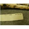 Image 5 : Old Ivory Walrus tusk mounted with 3 carved ivory seals being stalked by a crawling hunter, Savoonga