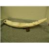 Image 7 : Ivory tusk cribbage board made to look like a whale with relief carvings of walrus, bear, seals, and