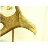 Image 3 : Moose antler carved with eagle's head and center carved with eagle with salmon mounted on wood by B.
