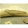 Image 6 : Ivory cribbage board 5.5" long with carved seal and scrimshawed seal and Orca by William Luke 5.5" (