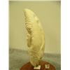 Image 5 : Whales tooth carving with parrot and sinking ship 8.25" tall (33)