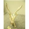 Image 5 : Ivory carved caribou by F. Pushruk 4" tall (33)