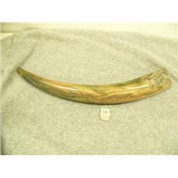 Fossilized ivory tusk -polished- with blue ivory 15.25" long (33)