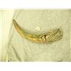 Image 2 : Fossilized ivory tusk -polished- with blue ivory 15.25" long (33)
