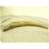 Image 3 : Fossilized ivory tusk -polished- with blue ivory 15.25" long (33)