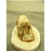 Image 5 : 3 carved ivory walrus mounted on bone by A.W.S. 1.75" tall 3.25 wide retail value $365.00 (33)