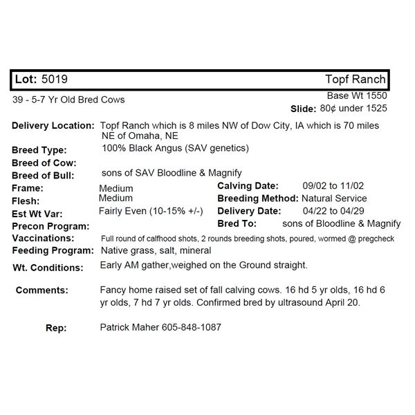 Topf Ranch, 39 5-7 Yr Old Bred Cows @ 1550 lbs, Del 4/22-4/29