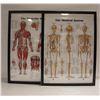 Image 1 : 2 LARGE 24X30 MEDICAL MUSCULAR & SKELETAL PICTURES