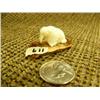Image 6 : Lot of 2: fossilized ivory walrus with white ivory tusks 7/8"x2.5" and ivory walrus on fossilized iv