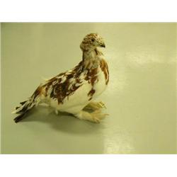 Taxidermy ptarmigan (3)