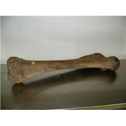 34" mammoth leg bone fabulous specimen in excellent condition (3)