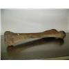 Image 1 : 34" mammoth leg bone fabulous specimen in excellent condition (3)
