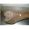 Image 2 : 34" mammoth leg bone fabulous specimen in excellent condition (3)