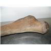 Image 3 : 34" mammoth leg bone fabulous specimen in excellent condition (3)