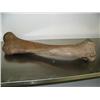 Image 4 : 34" mammoth leg bone fabulous specimen in excellent condition (3)