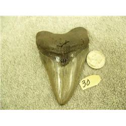 Fossilized gray shark tooth- 4" (3)
