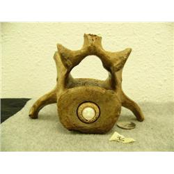 Fossilized whale vertebrae with an ivory face- 4" high, 6" long (3)
