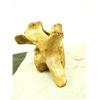 Image 4 : Fossilized whale vertebrae with an ivory face- 4" high, 6" long (3)