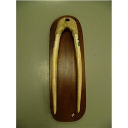 Walrus head mount - female - scrimshawed with jumping Orca by Merv Eldred 1969, tusk length 21" - mi