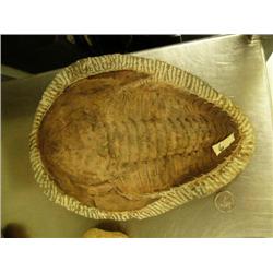Ancient 11" complete fossil of very large Trilobyte (3)