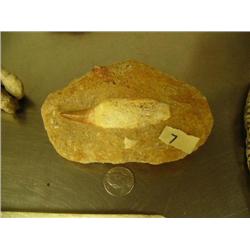 6" prehistoric bear tooth (3)