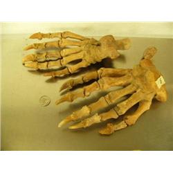 Matched pair of 8" cave bear paws, fossilized (3)