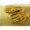 Image 1 : Matched pair of 8" cave bear paws, fossilized (3)