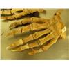 Image 2 : Matched pair of 8" cave bear paws, fossilized (3)