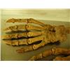 Image 3 : Matched pair of 8" cave bear paws, fossilized (3)