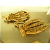 Image 4 : Matched pair of 8" cave bear paws, fossilized (3)