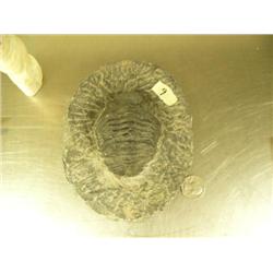6" fossil of Trilobyte (3)