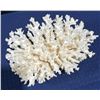 Image 1 : Piece of Coral (very delicate) 8Lx6Dx4H