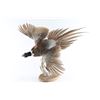 Image 2 : Full Mounted Pheasant