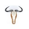 Water Buffalo Skull Wall Mount