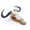 Image 2 : Water Buffalo Skull Wall Mount