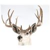 Image 3 : 8x8 Buck Mount