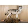 Image 1 : Full Wolf Mount