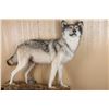 Image 2 : Full Wolf Mount