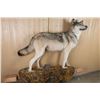 Image 3 : Full Wolf Mount