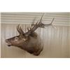 Image 1 : Shoulder Mounted Elk