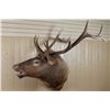 Image 2 : Shoulder Mounted Elk
