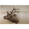 Image 3 : Shoulder Mounted Elk