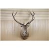 Image 1 : Red Stag Shoulder Mount