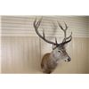 Image 2 : Red Stag Shoulder Mount