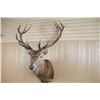 Image 3 : Red Stag Shoulder Mount