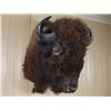 Image 1 : Texas Bison Shoulder Mount