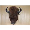 Image 2 : Texas Bison Shoulder Mount